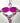 Bikini Donna IAM