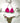 Bikini Matinée